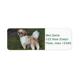 Cutest Shih Tzu Label