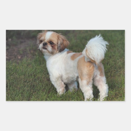 Cutest Shih Tzu Rectangular Sticker