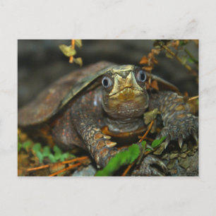 Cutest Tortoise Evaaar Postcard