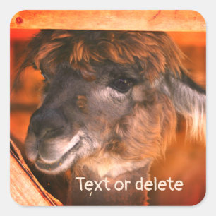 Cutey Llama Farm Animal Personalized Square Sticker