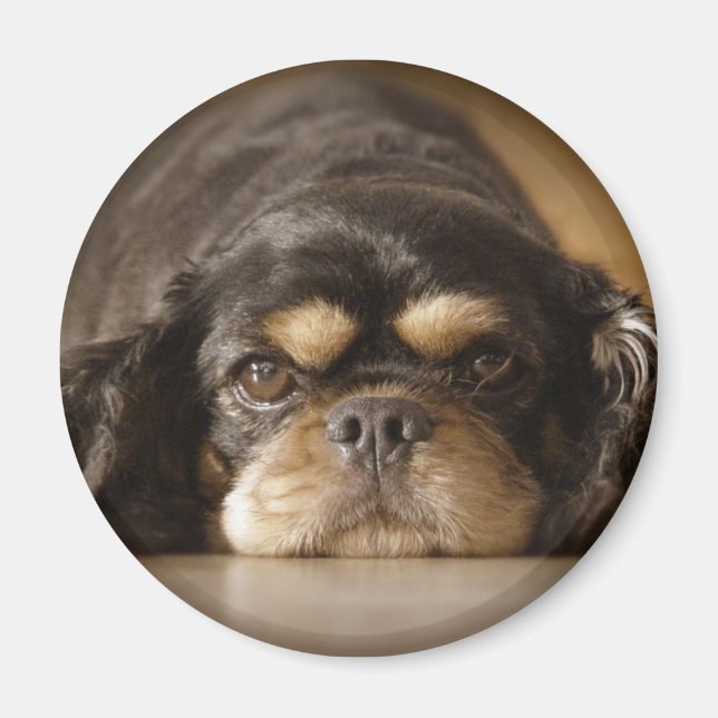 Cutie Cav! Magnet (Front)