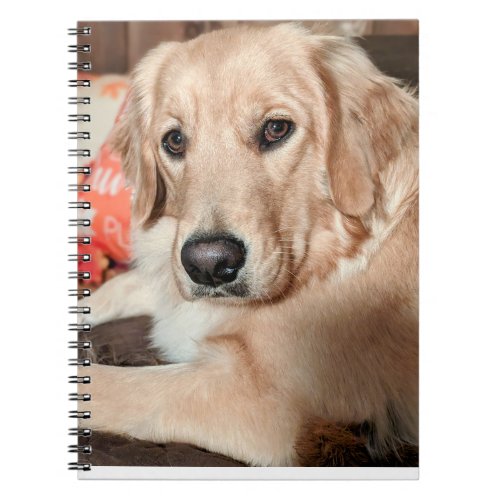 Cutie Notebook