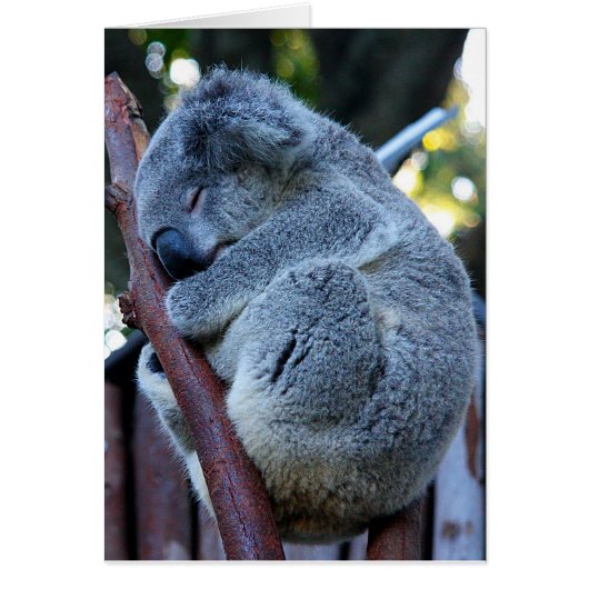 Cutie Pie Koala Cards (Front)