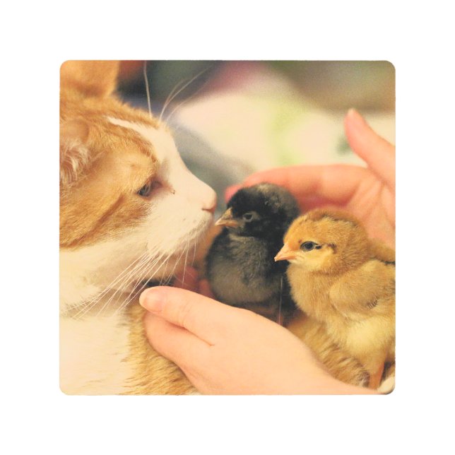 Cuties     metal print (Front)