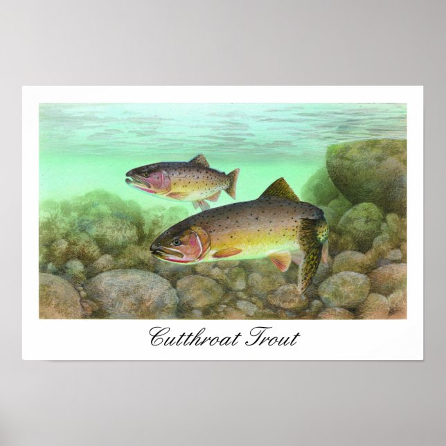 Cutthroat Trout Painting Poster (Front)