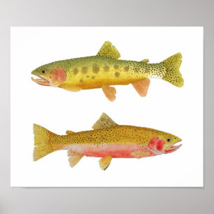 Cutthroat Trout Poster