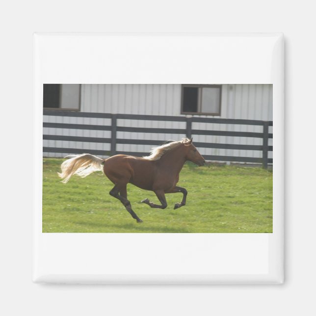 Cuttin' Loose Magnet (Front)