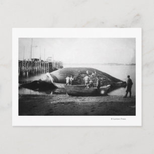 Cutting up a Blue Whale in Alaska Photograph Postcard