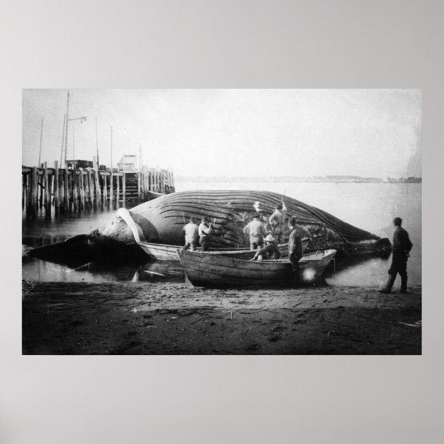 Cutting up a Blue Whale in Alaska Photograph Poster (Front)