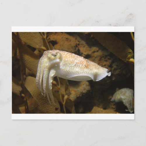 Cuttlefish Postcard