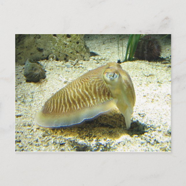 Cuttlefish Postcard (Front)