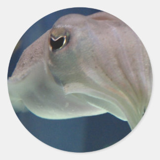 Cuttlefish stickers