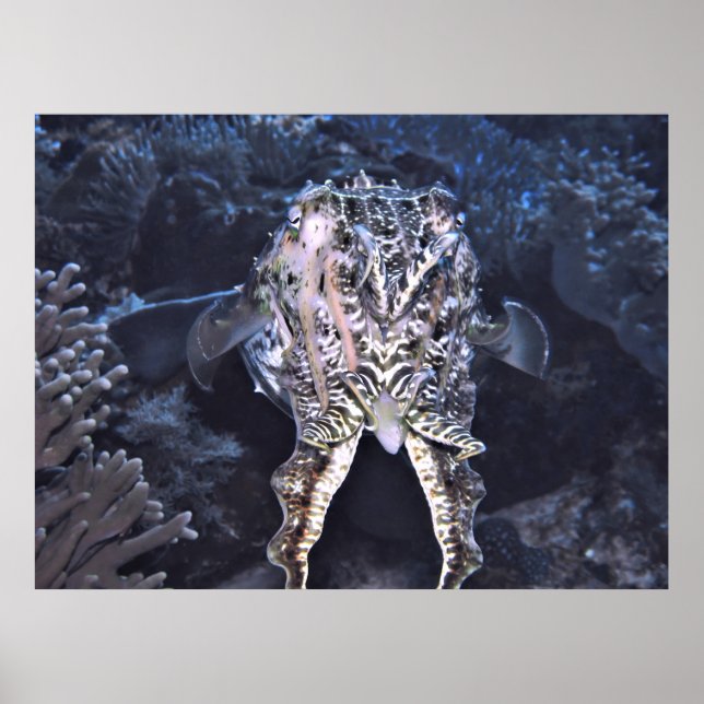 Cuttlefish Tentacles Poster (Front)