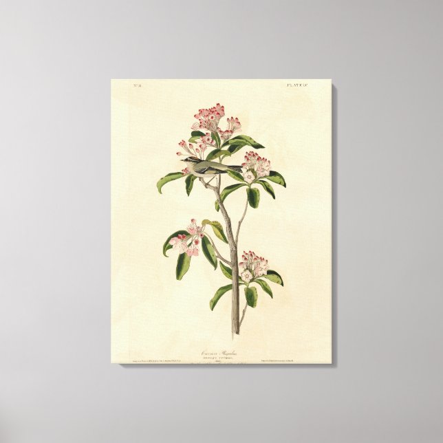 Cuvier's Kinglet (Cuvier's Regulus) Audubon Birds Canvas Print (Front)