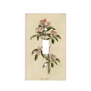 Cuvier's Kinglet (Cuvier's Regulus) Audubon Birds Light Switch Cover
