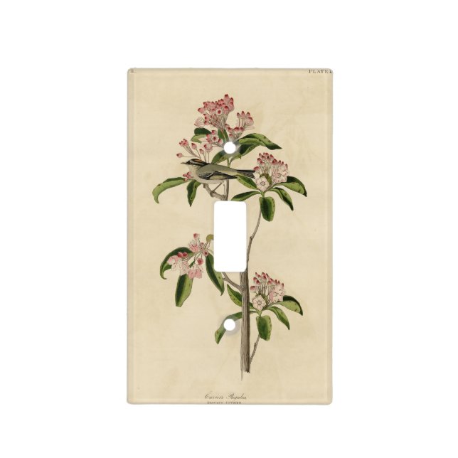 Cuvier's Kinglet (Cuvier's Regulus) Audubon Birds Light Switch Cover (Front)
