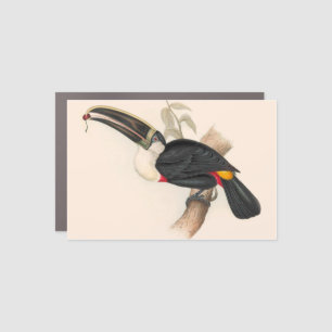 Cuviers Toucan Print: Vintage Tropical Bird Car Magnet