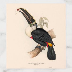 Cuviers Toucan Print: Vintage Tropical Bird Envelope Liner