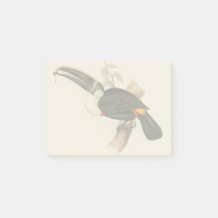 Cuviers Toucan Print: Vintage Tropical Bird Post-it Notes
