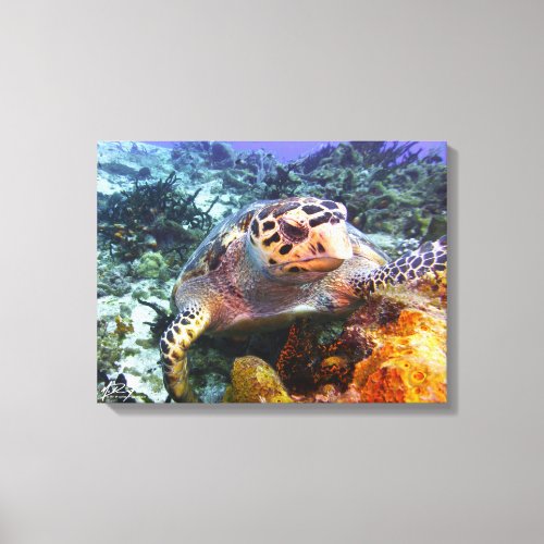 Cuzumel Turtle 4 Canvas Print