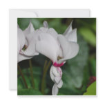 Cyclamen