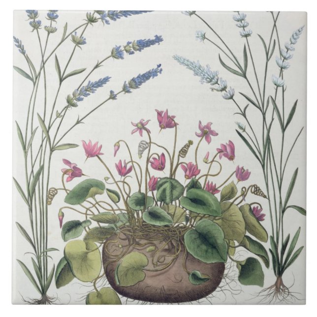 Cyclamen and Lavender: 1.Cyclamen Romanum; 2.Spica Ceramic Tile (Front)