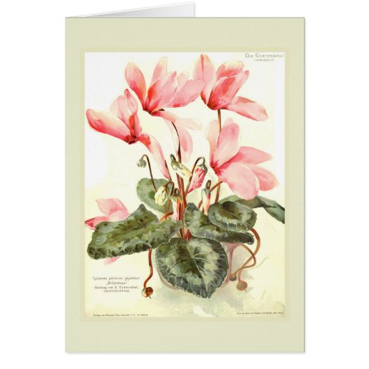 Cyclamen Cards (Front)