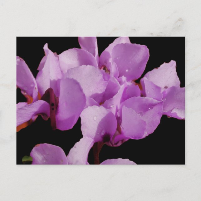Cyclamen Coum Postcard (Front)