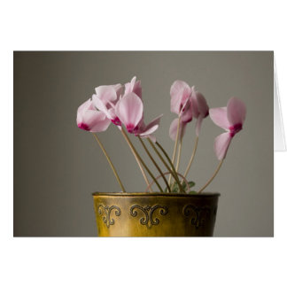 Cyclamen Plant Cards