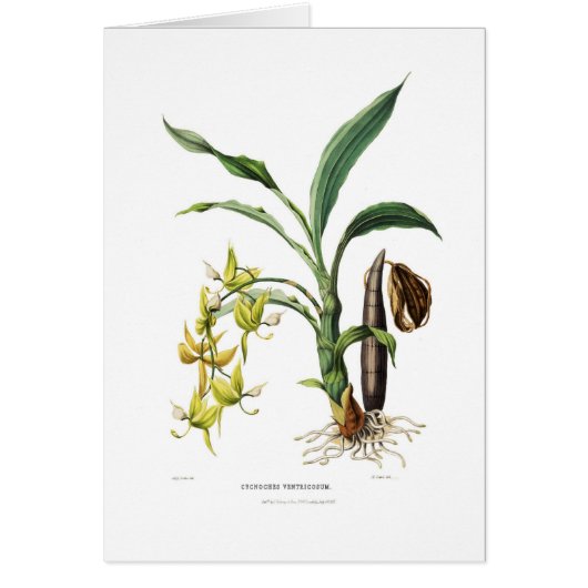 Cycnoches ventricosum (Front)