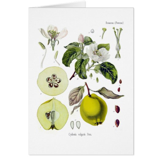 Cydonia vulgaris (Quince) (Front)