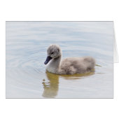 Cygnet (Front Horizontal)