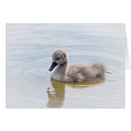 Cygnet Cards (Front Horizontal)