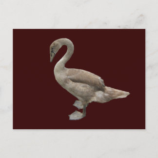 Cygnet ~ postcard