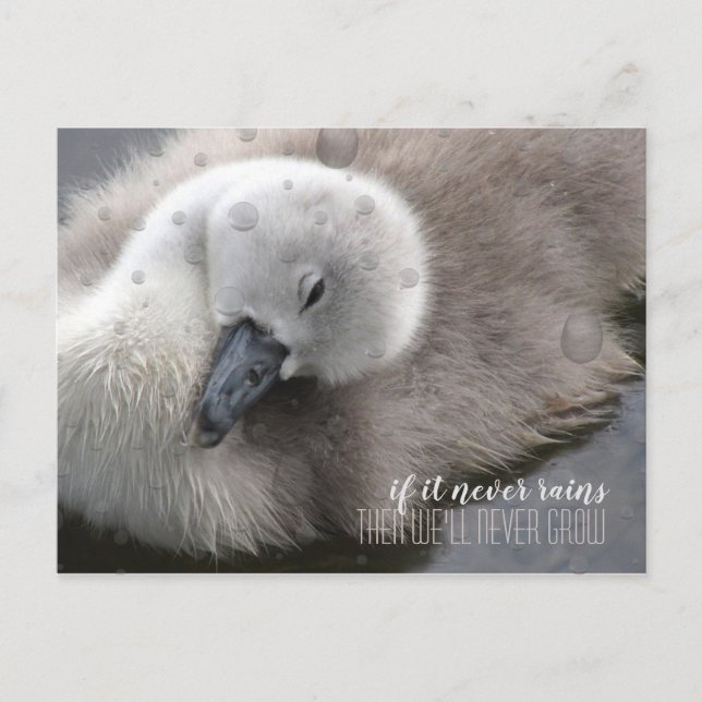 Cygnet Swan in the Rain Inspirational  Postcard (Front)