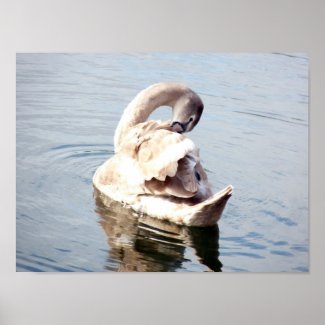 Cygnet Swan Preening Poster