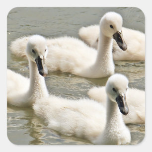 Cygnets Square Sticker