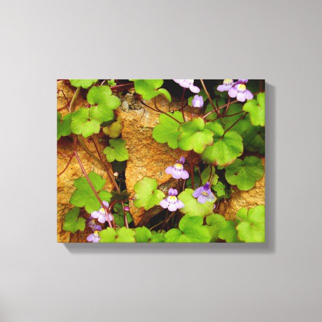 Cymbalaria Muralis Canvas Print (Front)