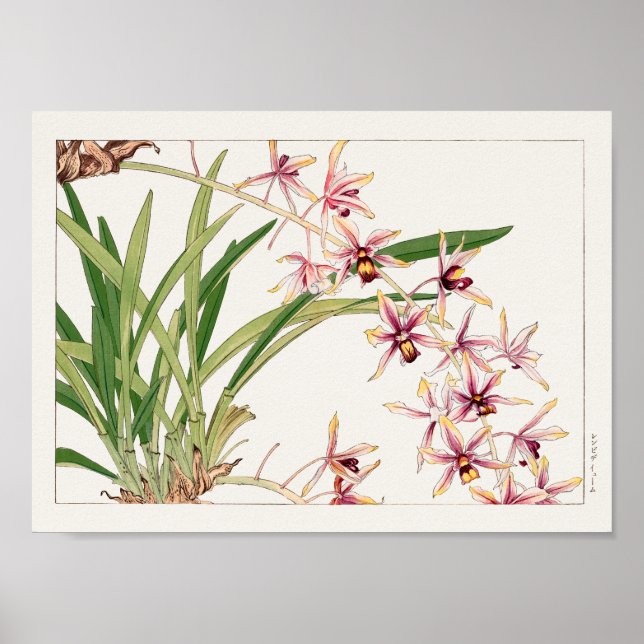 Cymbidium by Tanigami Konan Poster (Front)