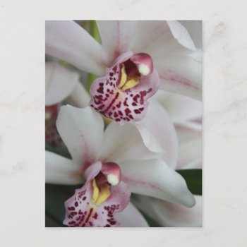 Cymbidium Orchid Postcard by KingdomArt at Zazzle