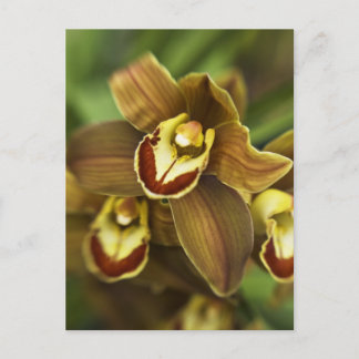 Cymbidium Orchid Postcard