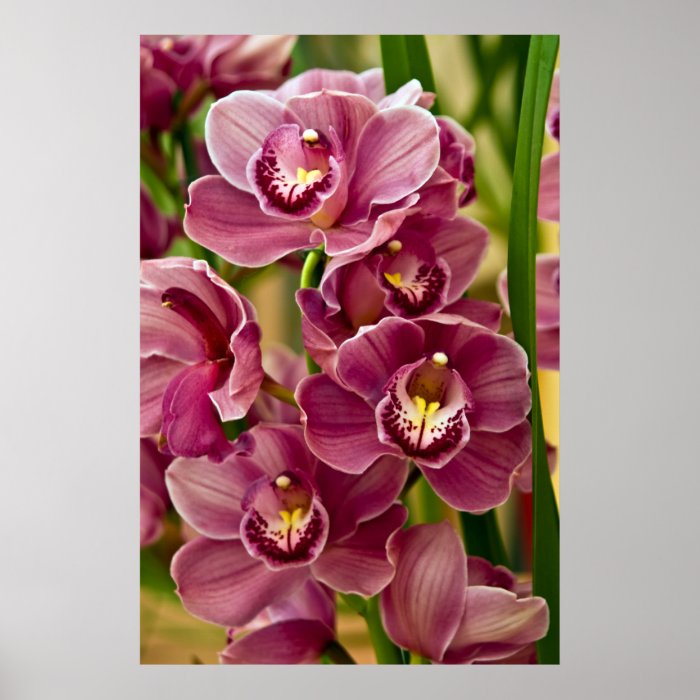 Cymbidium Orchid Posters