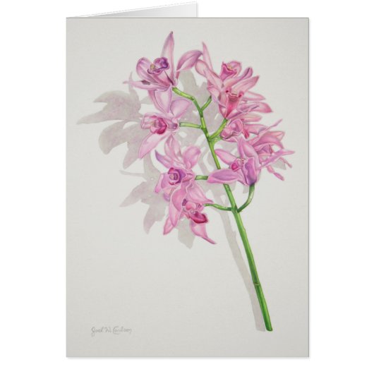 Cymbidium Orchids (Front)