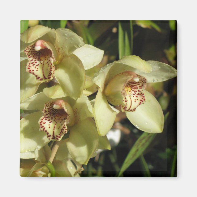 Cymbidium Orchids magnet (Front)