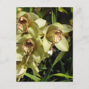 Cymbidium Orchids postcard, customize Postcard