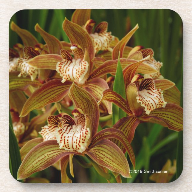 Cymbidium tracyanum beverage coaster (Front)