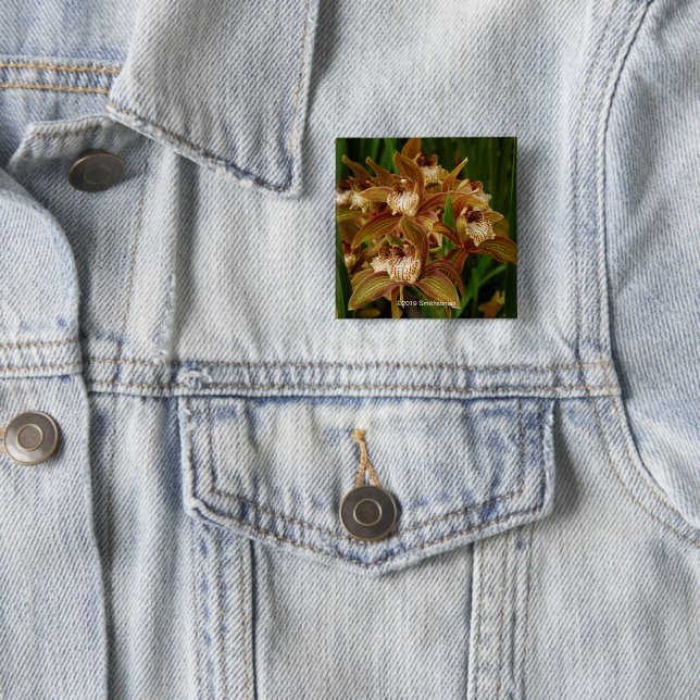 Cymbidium tracyanum button (In Situ)