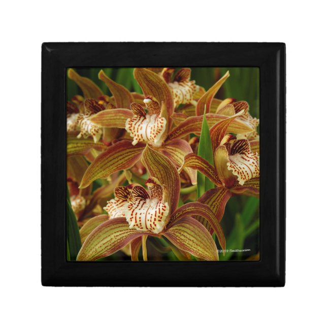 Cymbidium tracyanum gift box (Front)