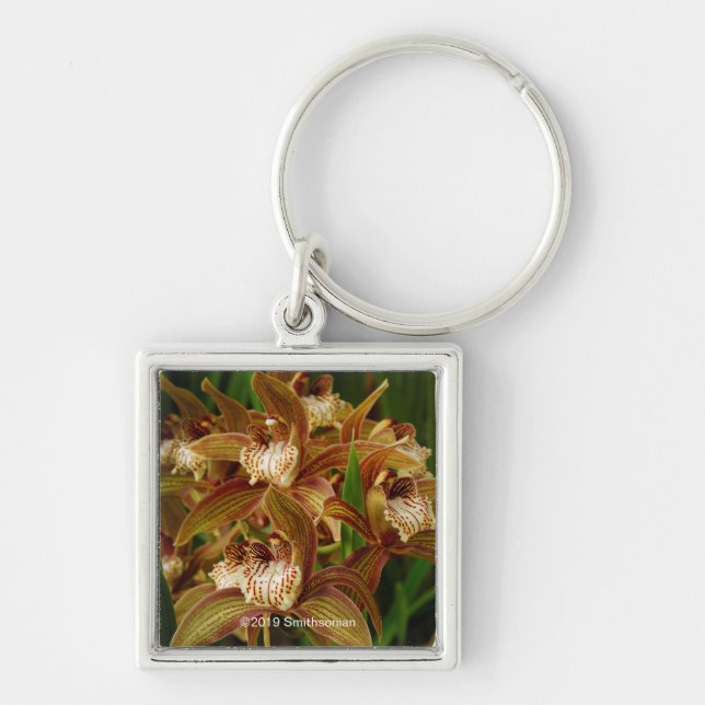 Cymbidium tracyanum keychain (Front)