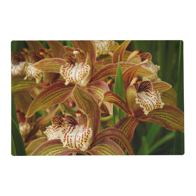 Cymbidium tracyanum placemat (Front)